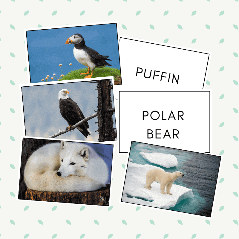 Free Arctic Animals Flashcards