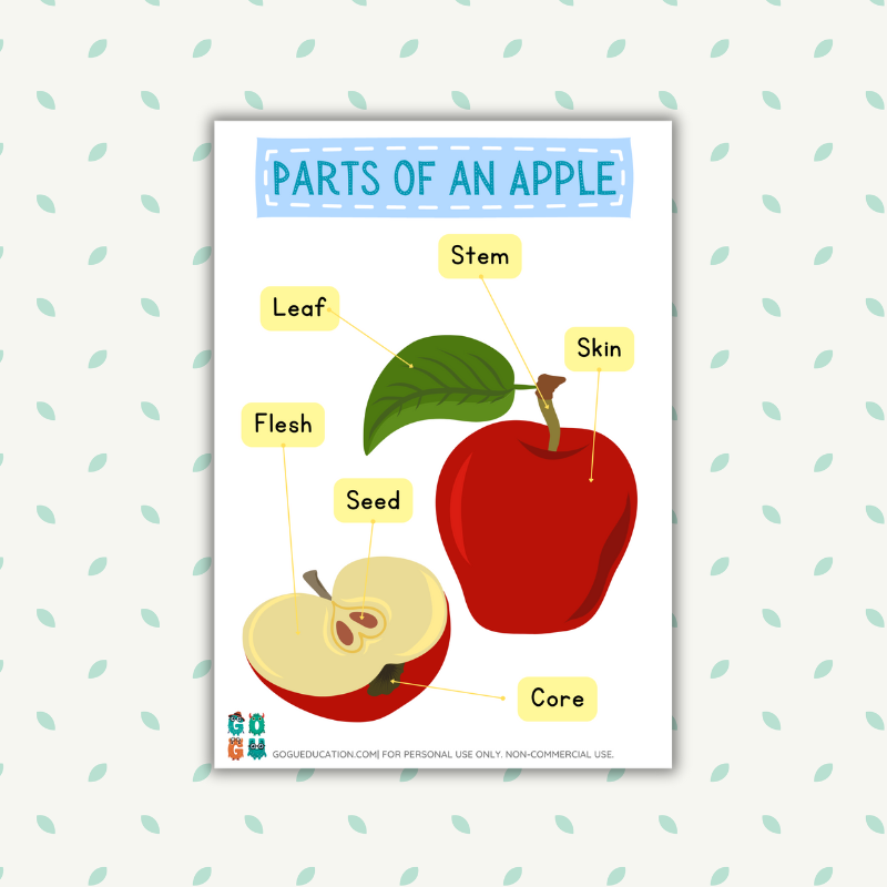 English Poster Parts of an Apple Gogu Education