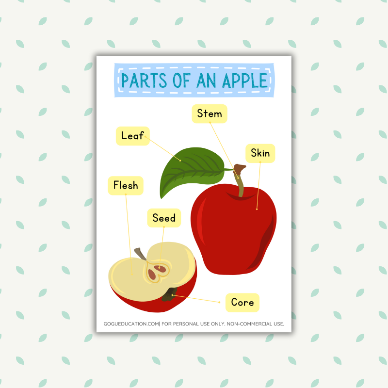 English Poster Parts of an Apple