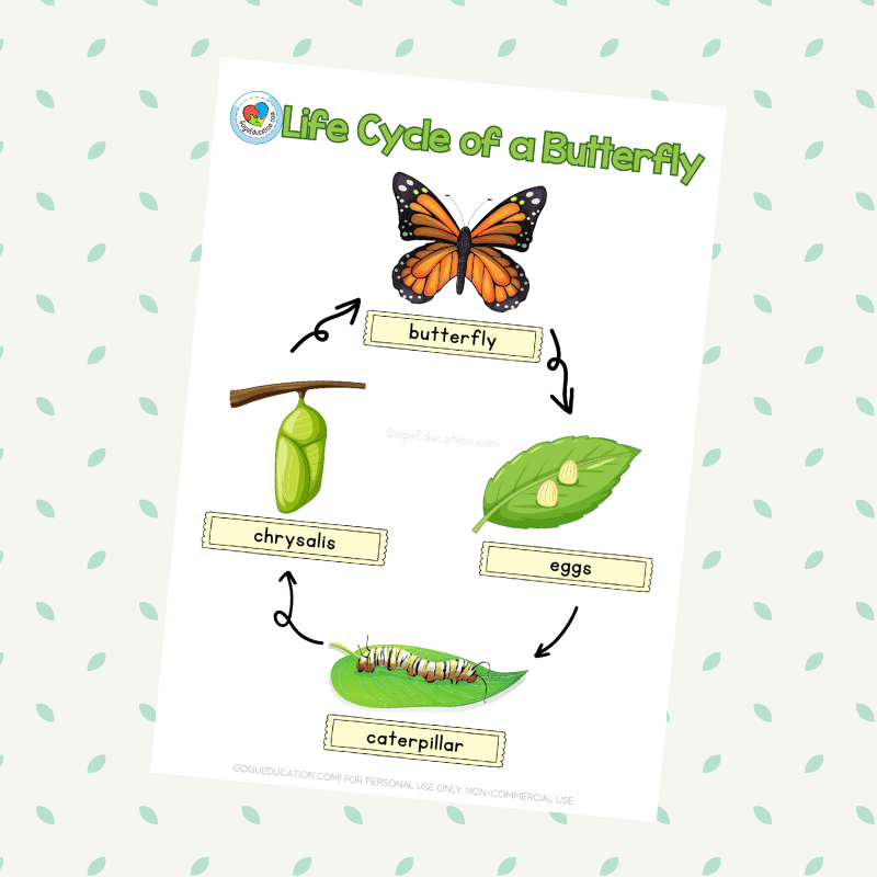 Science Life Cycle of a Butterfly Worksheet