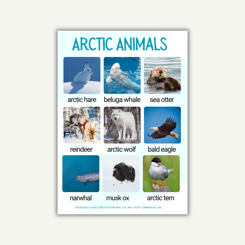 English Vocabulary Arctic Animals Gogu Education