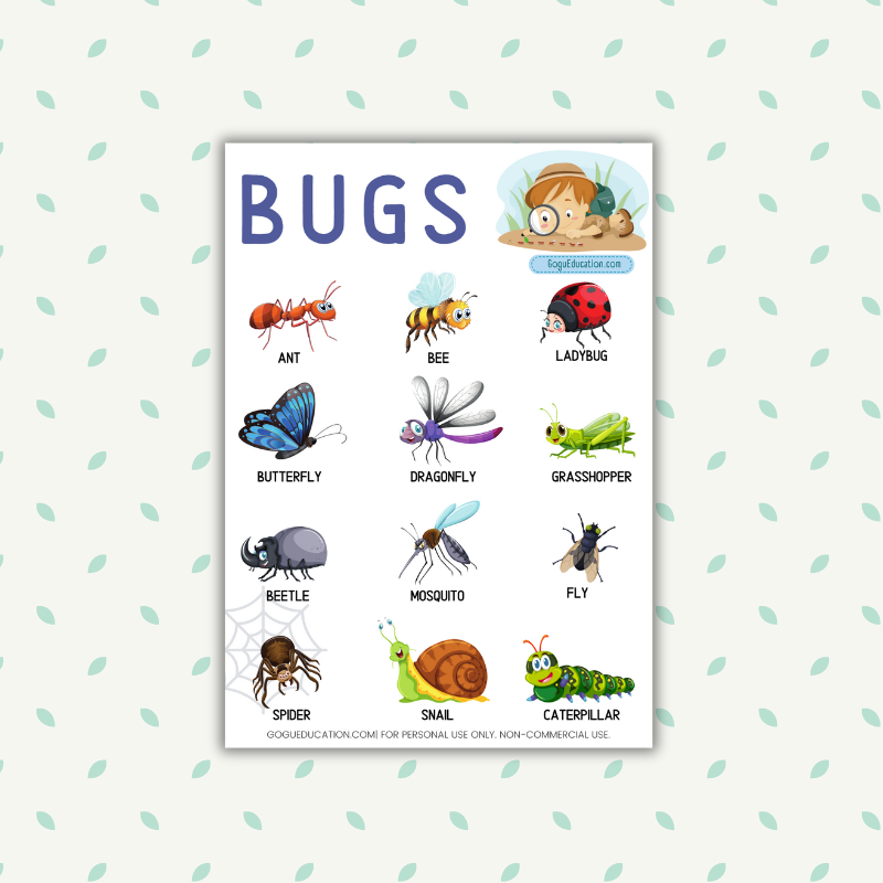 English Vocabulary Bugs Words