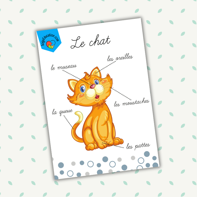 Les Parties du Corps du Chat French Vocabulary Cat Le chat