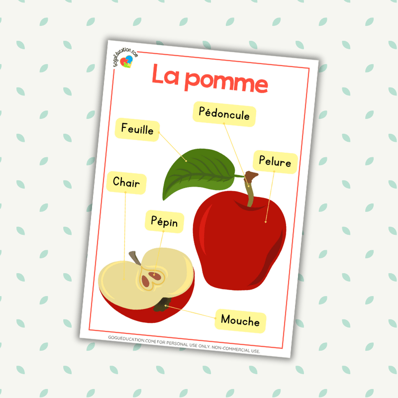 French Poster Apple Identification des parties de la pomme