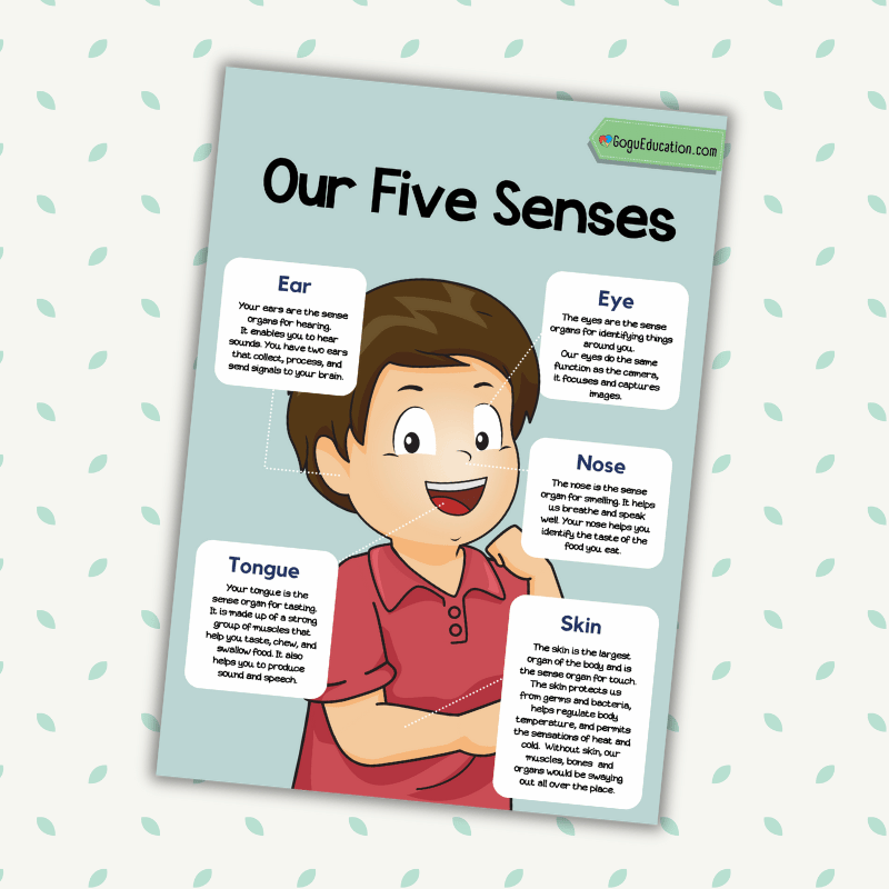 English English Printable The Five Senses