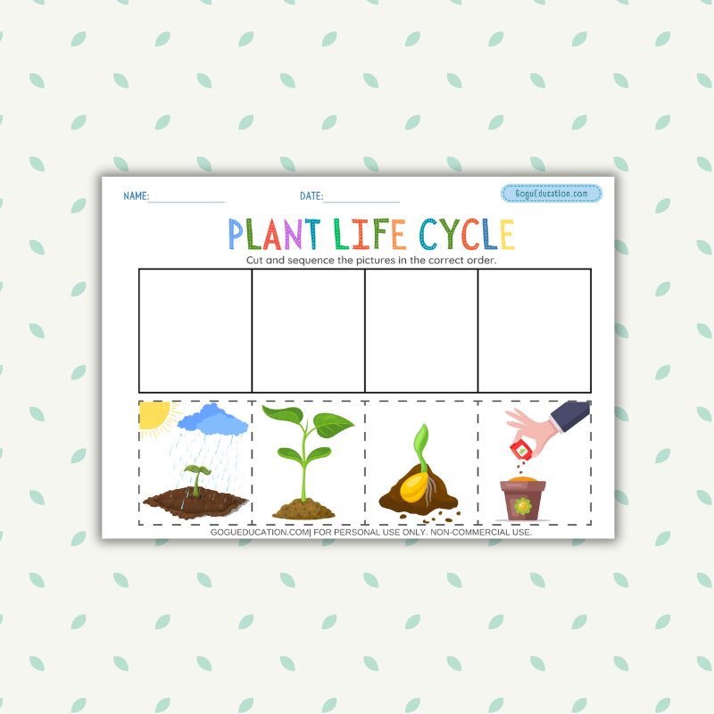 Plant Life Cycle