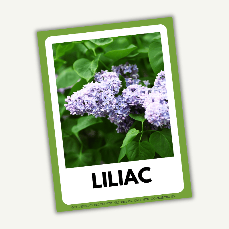 Romanian Romanian Vocabulary Spring Flowers Liliac Gogu Education