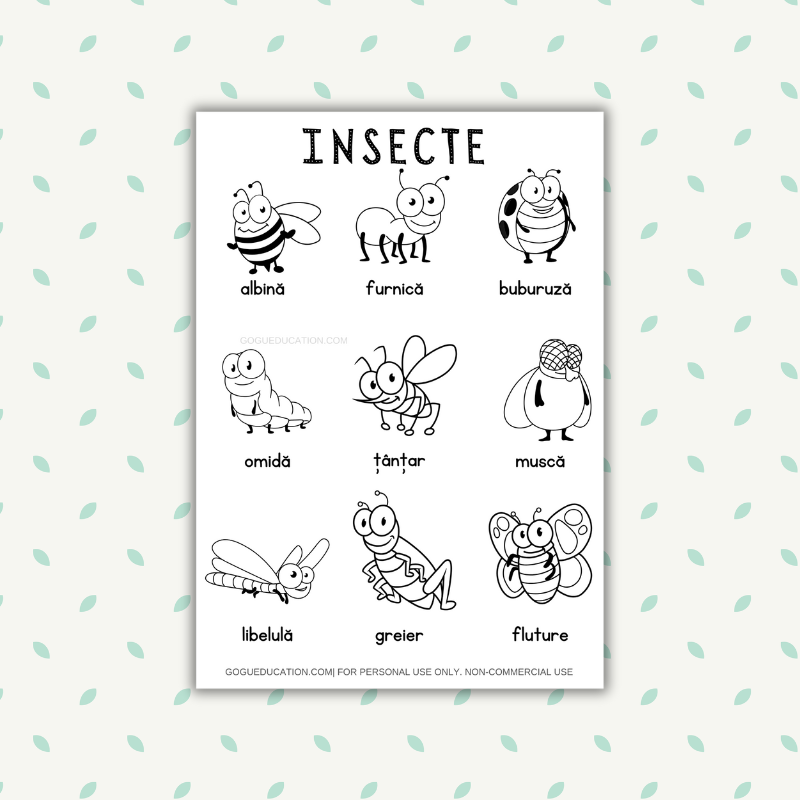 Romanian Vocabulary Insects Insecte Coloring