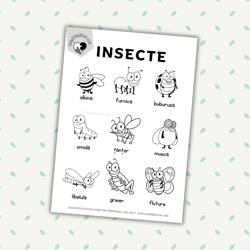 Romanian Vocabulary Insects Insecte Coloring