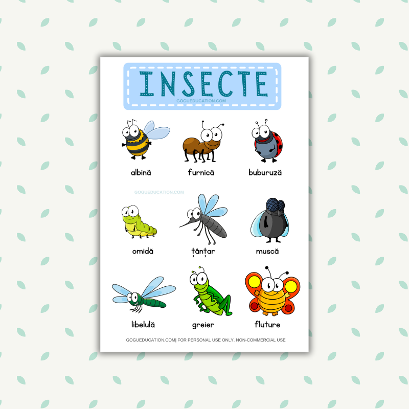 Vocabulary Insects Words Insecte