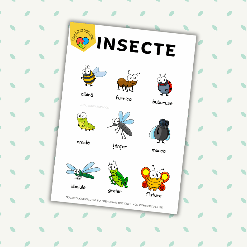 Vocabulary Insects Words Insecte