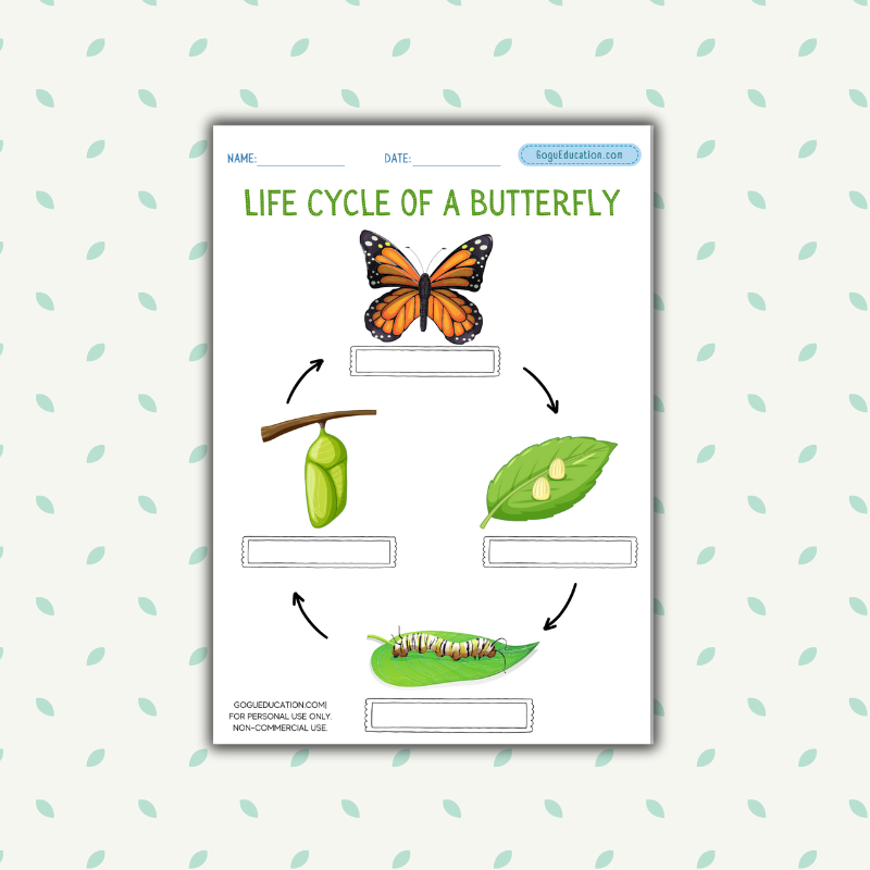 Science Life Cycle of a Butterfly Worksheet Gogu Education